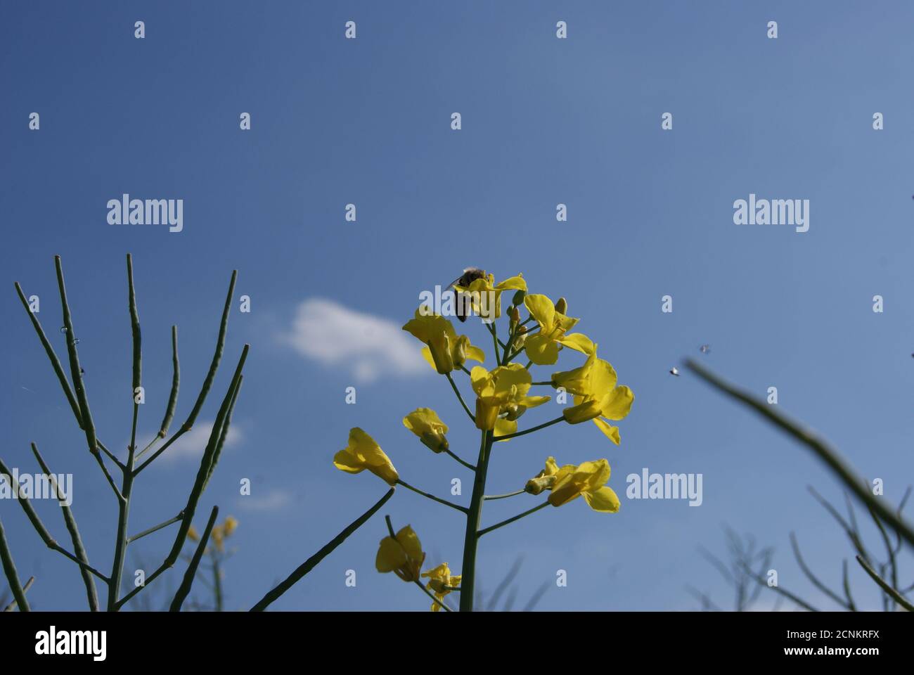 Fleurs du jardin et des prairies Banque D'Images