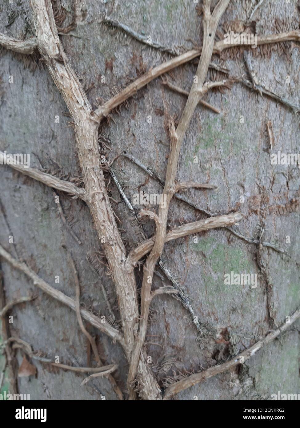 Envahi par la souche d'arbre dans la forêt Banque D'Images