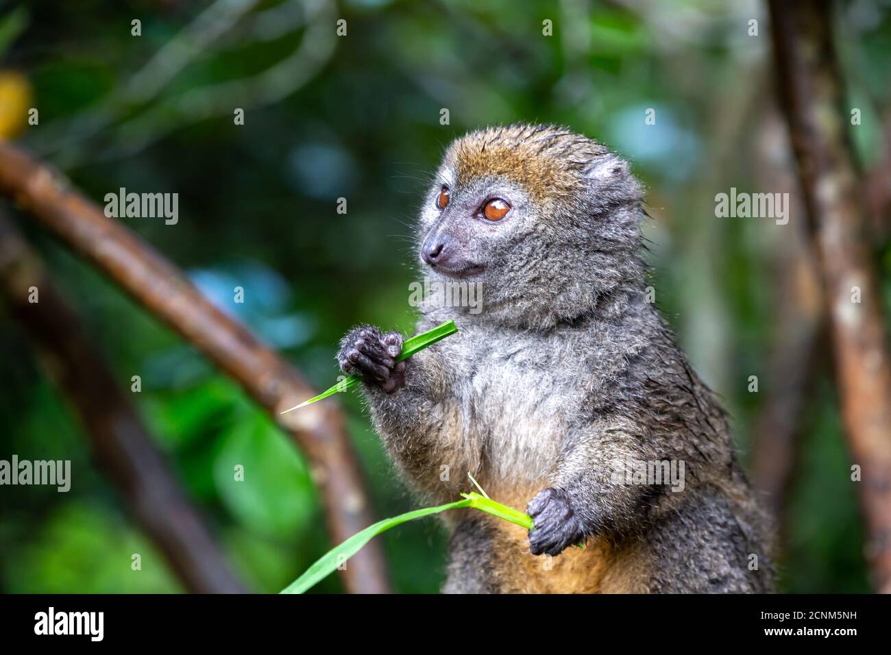 Un lémurien de bambou avec une lame d'herbe sur un branche Banque D'Images