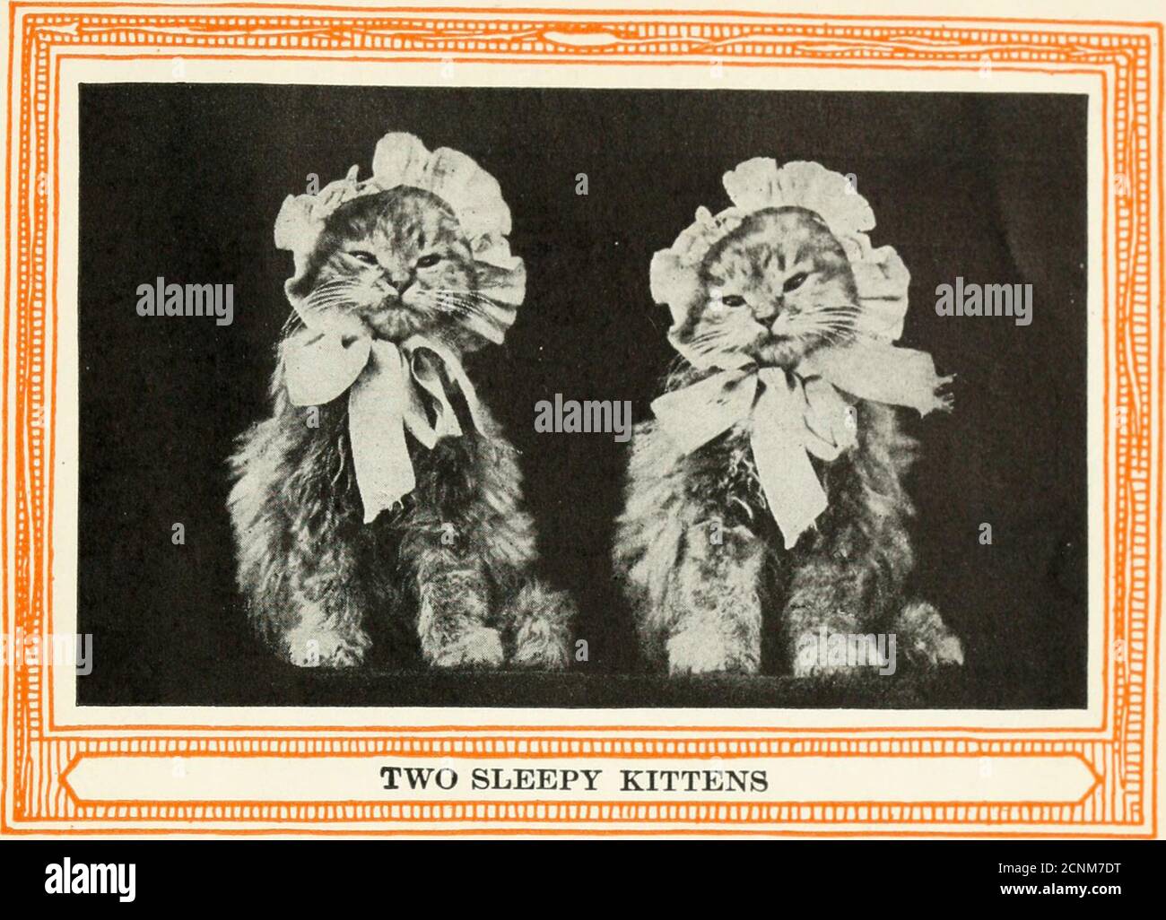 . Chatons et chats; un livre de contes . 66 CHATONS ET CHATS LES JUMEAUX nous sommes des chatons jumeaux. Nous sommes deux, et nous avons l'air justes. Nos frères et nos sœurs ne peuvent pas raconter l'usuelle. Même notre mère ne peut pas nous dire à part. Quand l'un d'entre nous dit Mew! L'autre dit Mew ! Quand on a faim, l'autre n'est pas très bien. Quand l'un est endormi, l'autre est endormi. Nous avons peur, chère Reine, que nous commenions à être endormis en ce moment. Nous nous sommes vraiment bien amusés ! • I. **....... III DEUX CHATONS SOMNODORES IIIIIIIIIIIIIIIIIIIIIIIIIIIIIIIIIIIIIIIIIIIIIIIIIIIIIIIIIIIIIIIIIIIII iiiiiiiiiiiiiiiiiiLiiiniH|tmnii. EST-CE QUE NOUS AVONS L'AIR COMME nous l'avons l'air et habille ali Banque D'Images