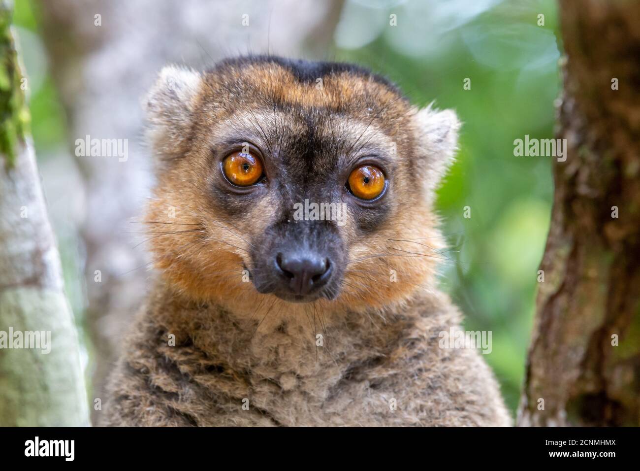 Un portrait d'un lémurien rouge dans son environnement naturel Banque D'Images