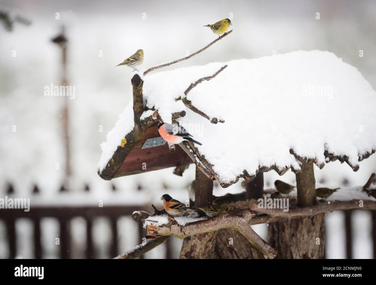 Oiseaux dans la neige en nourrissant les oiseaux Banque D'Images