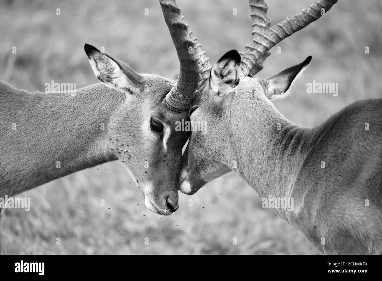 La famille Impala sur un paysage herbeuse dans la savane kenyane Banque D'Images