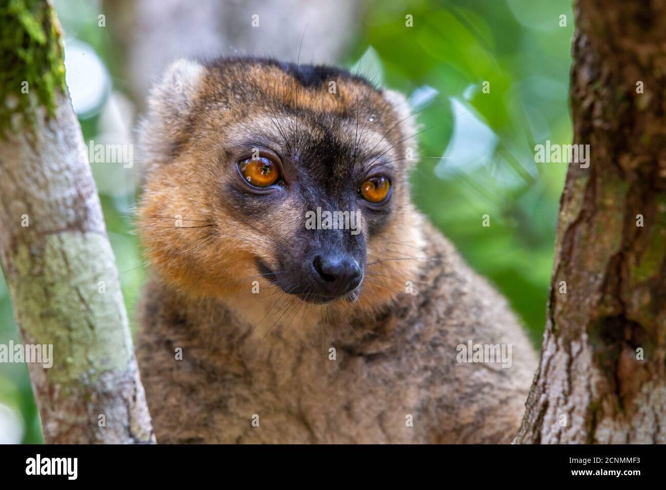 Un portrait d'un lémurien rouge dans son environnement naturel Banque D'Images