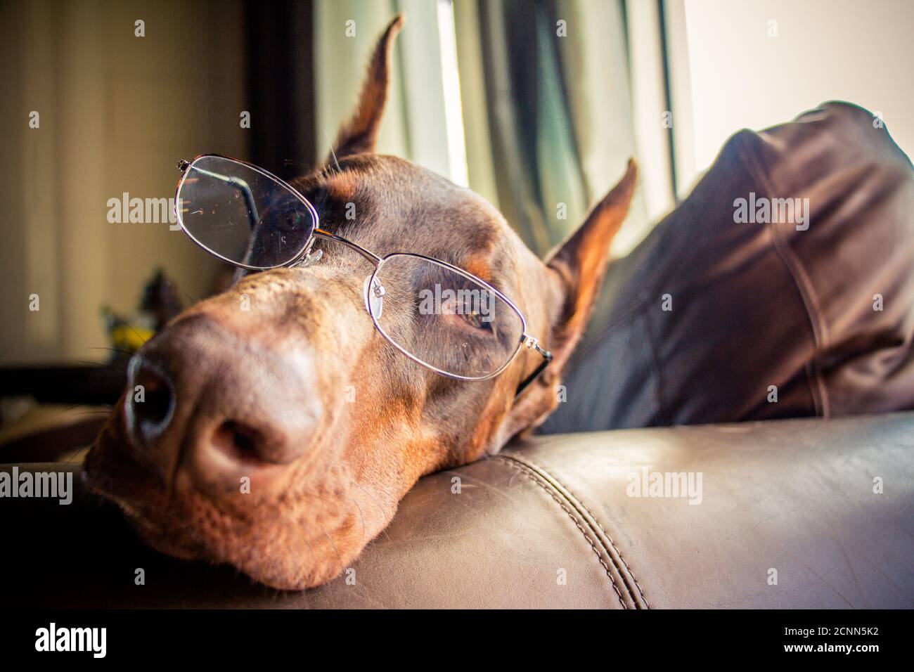 Warlock doberman portant des lunettes couchée sur un canapé Banque D'Images