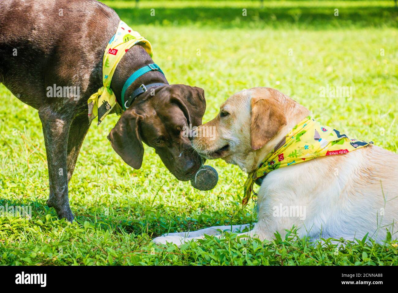 Pointeur allemand à poil court et Labrador retriever jouant avec une balle de tennis, Floride, États-Unis Banque D'Images