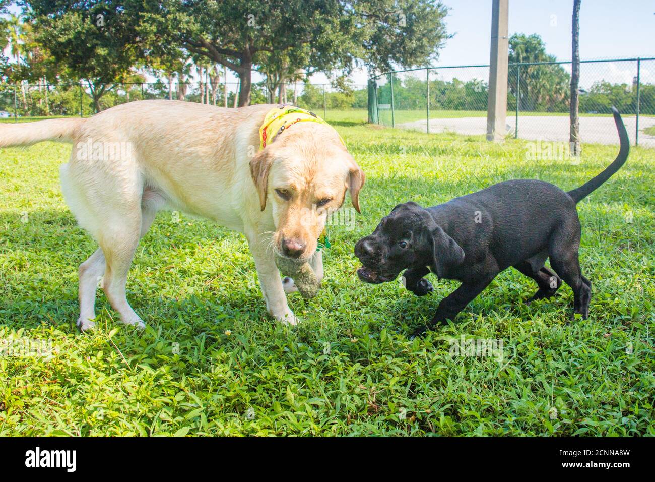 Boxador Puppy and labrador Retriever jouant avec une balle de tennis dans un parc pour chiens, Floride, États-Unis Banque D'Images
