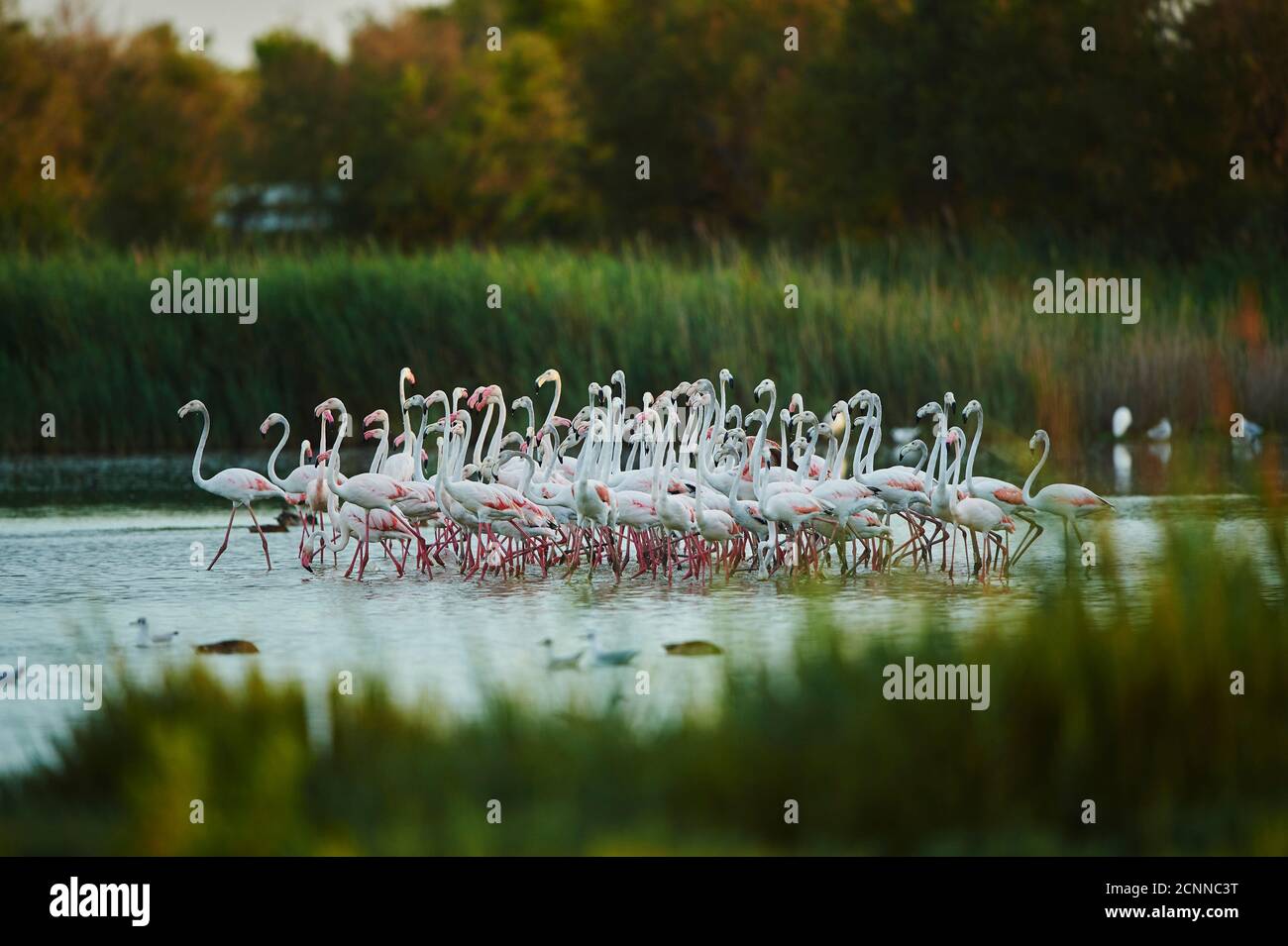 Grand flamants roses (Phoenicopterus roseus), colonie, mer, latéralement, stand Banque D'Images