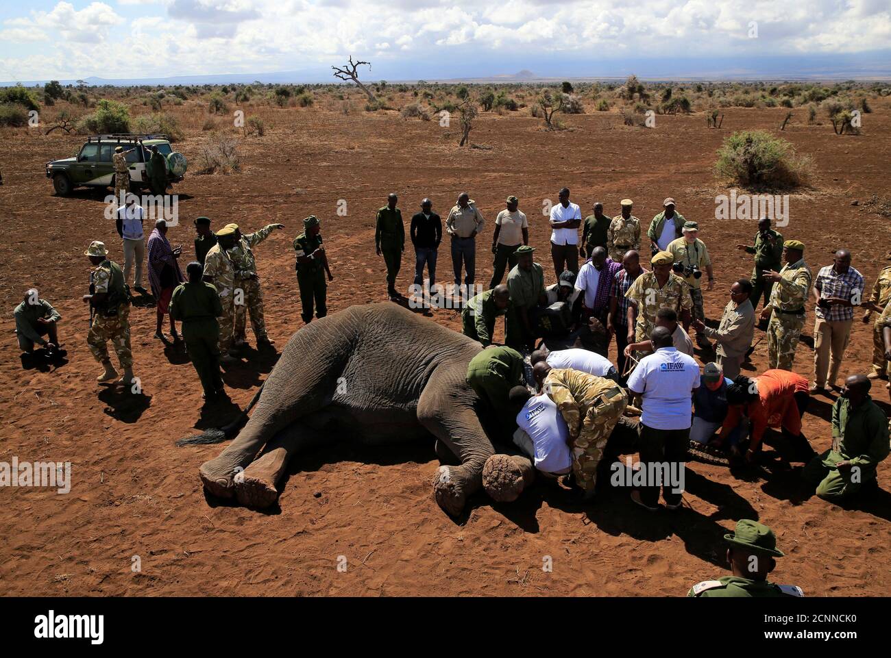 radio tracking collars