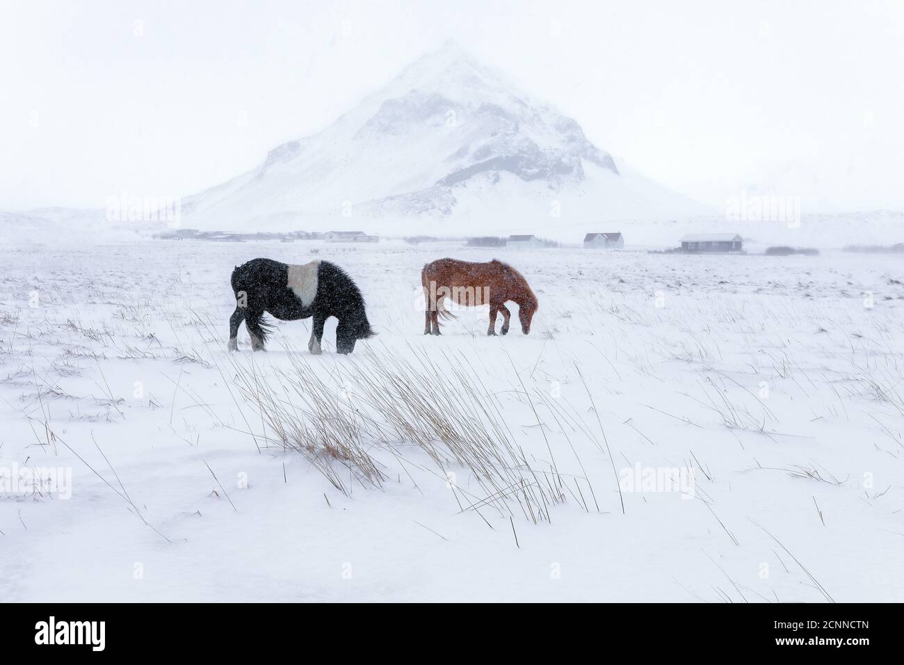 Deux chevaux paître dans un champ couvert de neige, l'Islande Banque D'Images