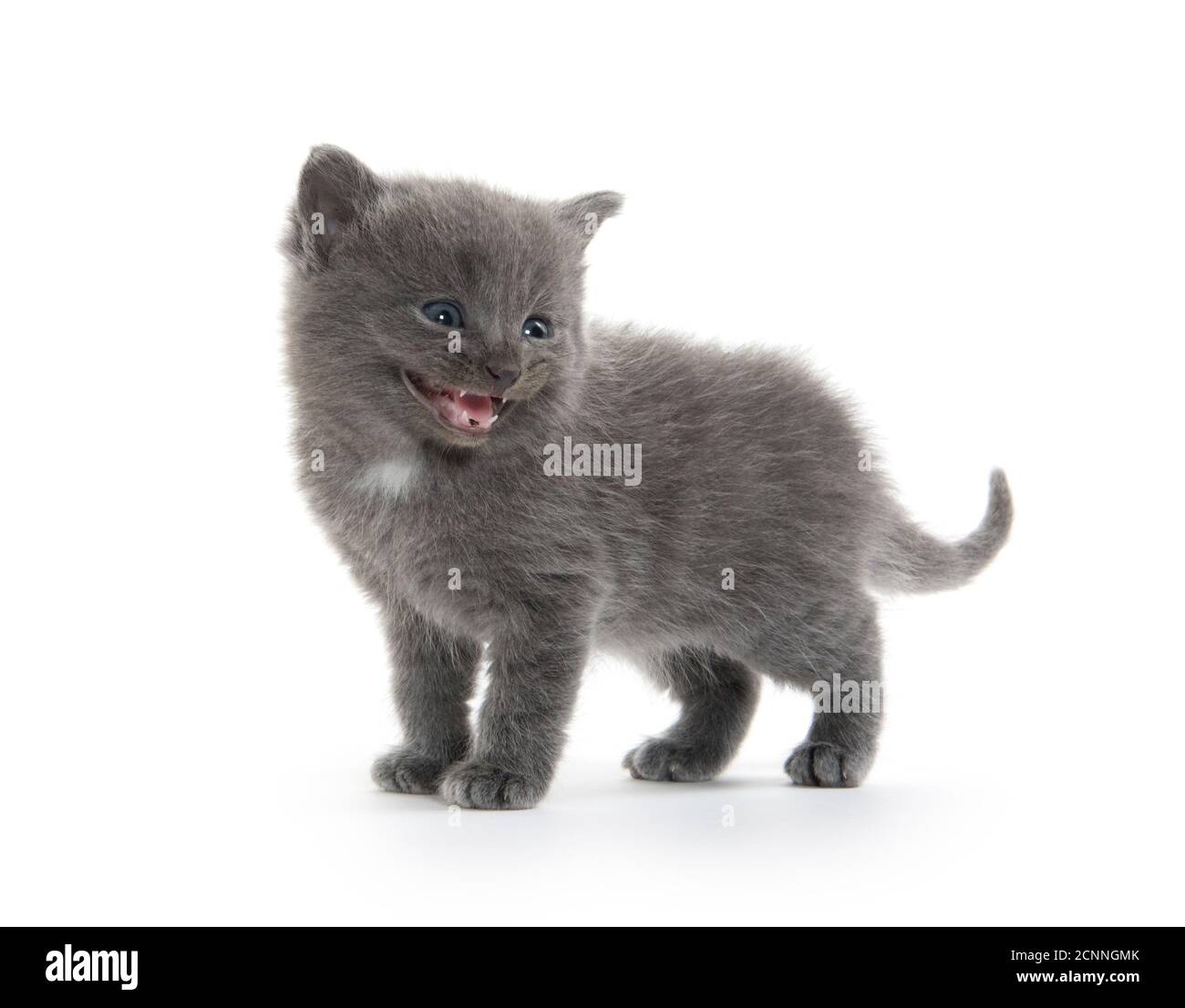 Joli petit chaton gris isolé sur fond blanc Banque D'Images