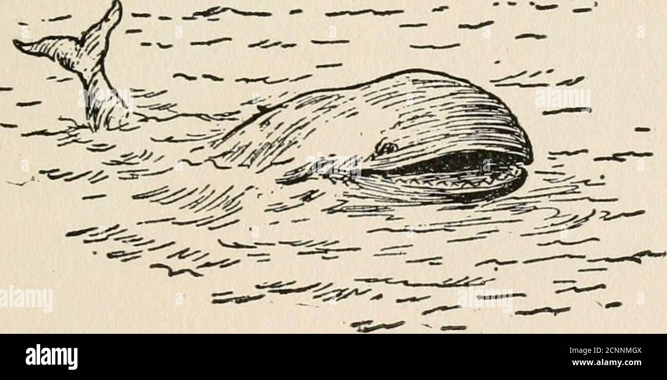 . Les aventures de Peter Peterkin . Un petit matin, un petit coup d'œil sur PETERKIN ET LA BALEINE. UNE BALEINE! Oui, c'était une grosse baleine noire et affamée ! Et il se rapprochait de plus en plus du bateau tire-lait de Peterkins chaque fois qu'il cligne des yeux. Peterkin pouvait voir sa queue fourchue maintenant et ses grands côtés sombres. Une fois qu'il a disparu complètement sous la mousse, et quand il est remonté, il était si près que Peterkinsaw ses yeux laids et une rangée blanche de dents dentelées.quand il a flashé sa queue et les ailettes, il y a eu un grand roulement de l'eau, Et le Pumperkin roulerait et rock sofierely qu'il a presque déversé son Banque D'Images