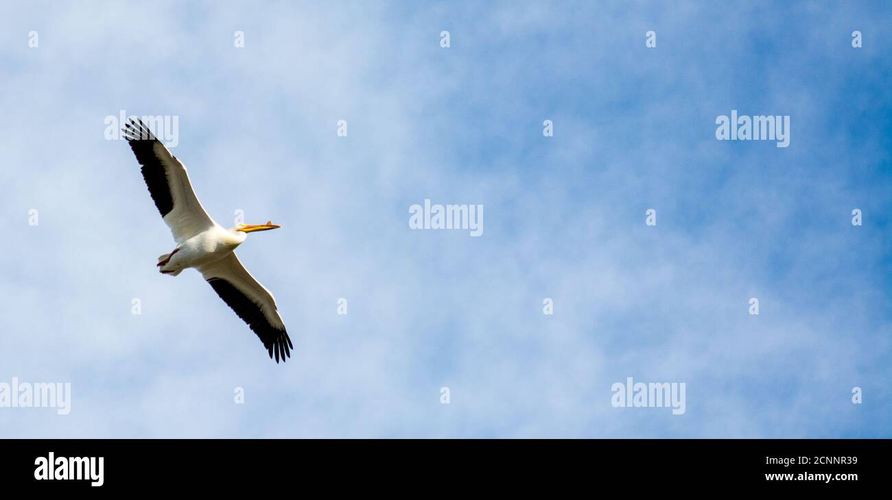 Pelican s'envolent dans le ciel bleu. Elle a donné un sens de leadership et de direction à son troupeau. Banque D'Images