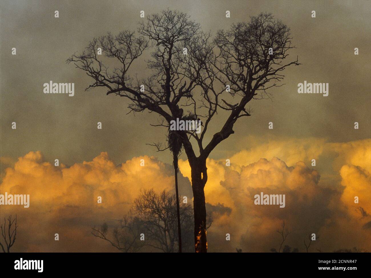 Déforestation amazonienne, combustion d'arbres à noix du Brésil. C'est l'un des arbres les plus grands et les plus anciens de la forêt amazonienne. Banque D'Images