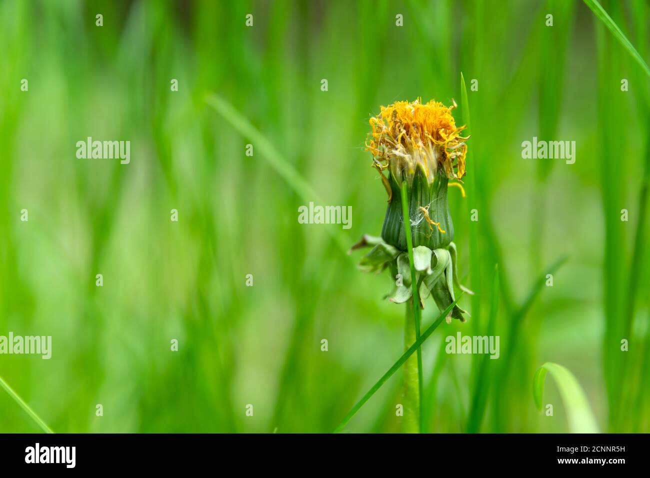 Fleur décolorée d'un pissenlit sur fond vert herbe Banque D'Images