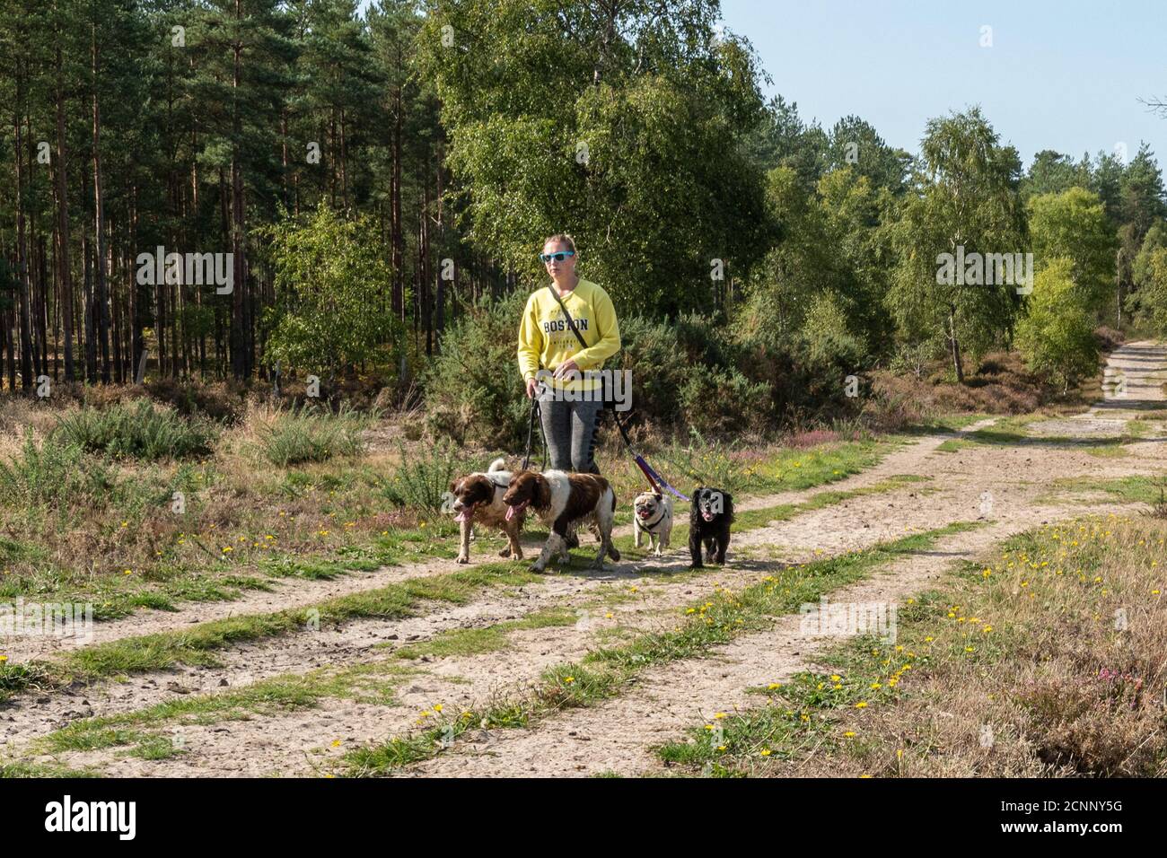 Professionnel chien marcheur prenant beaucoup de chiens pour une promenade dans la campagne, Royaume-Uni Banque D'Images
