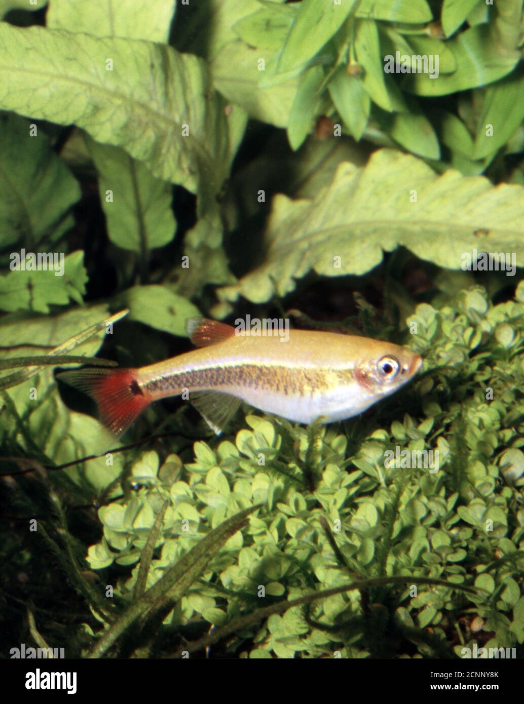 Méné blanc de montagne, Tanichthys albonubes Banque D'Images