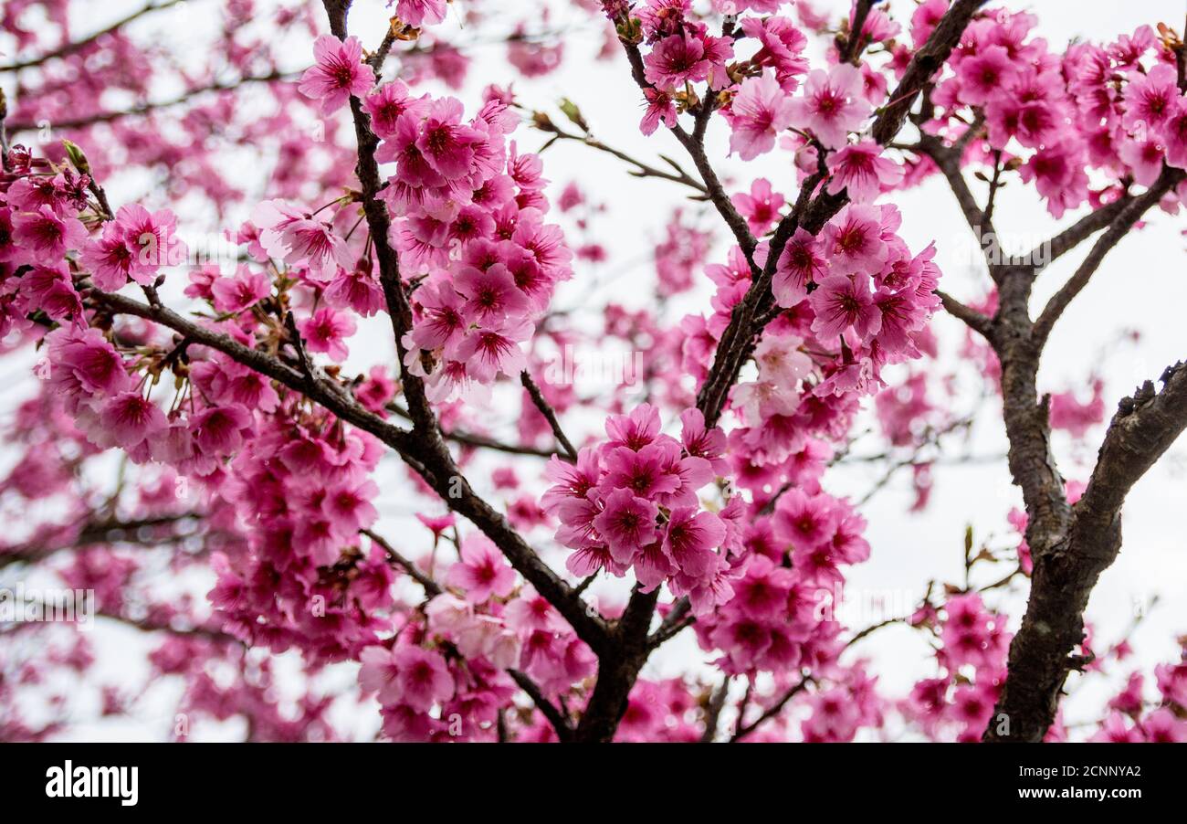 Grappe de fleurs de sakura à Taïwan. L'observation de Sakura est une activité d'escapade populaire à Taïwan pendant sa session en fleurs. Banque D'Images