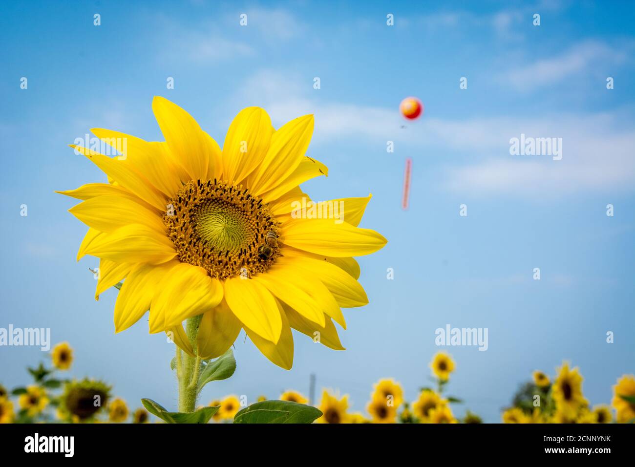 Le champ de fleurs du soleil à Taïwan attire les abeilles pour récolter le nectar. Banque D'Images