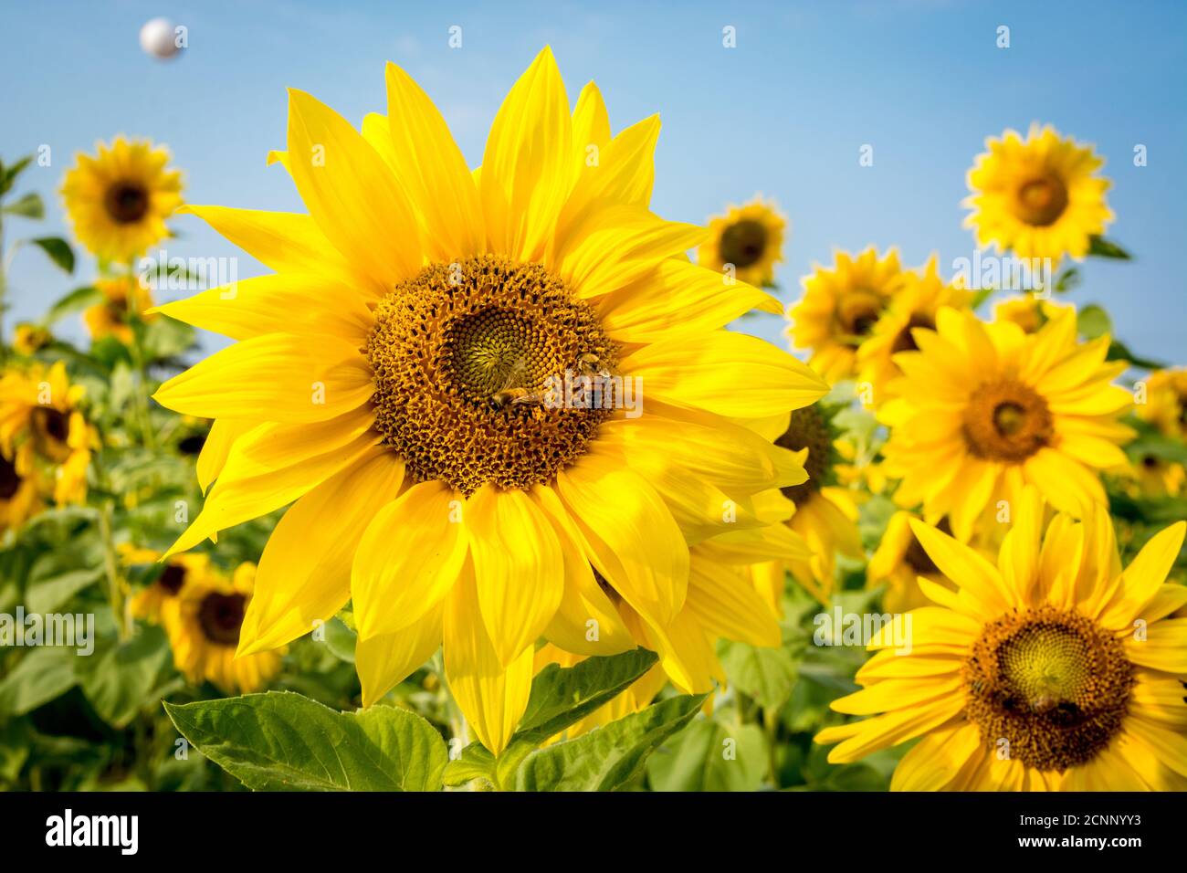 Le champ de fleurs du soleil à Taïwan attire les abeilles pour récolter le nectar. Banque D'Images