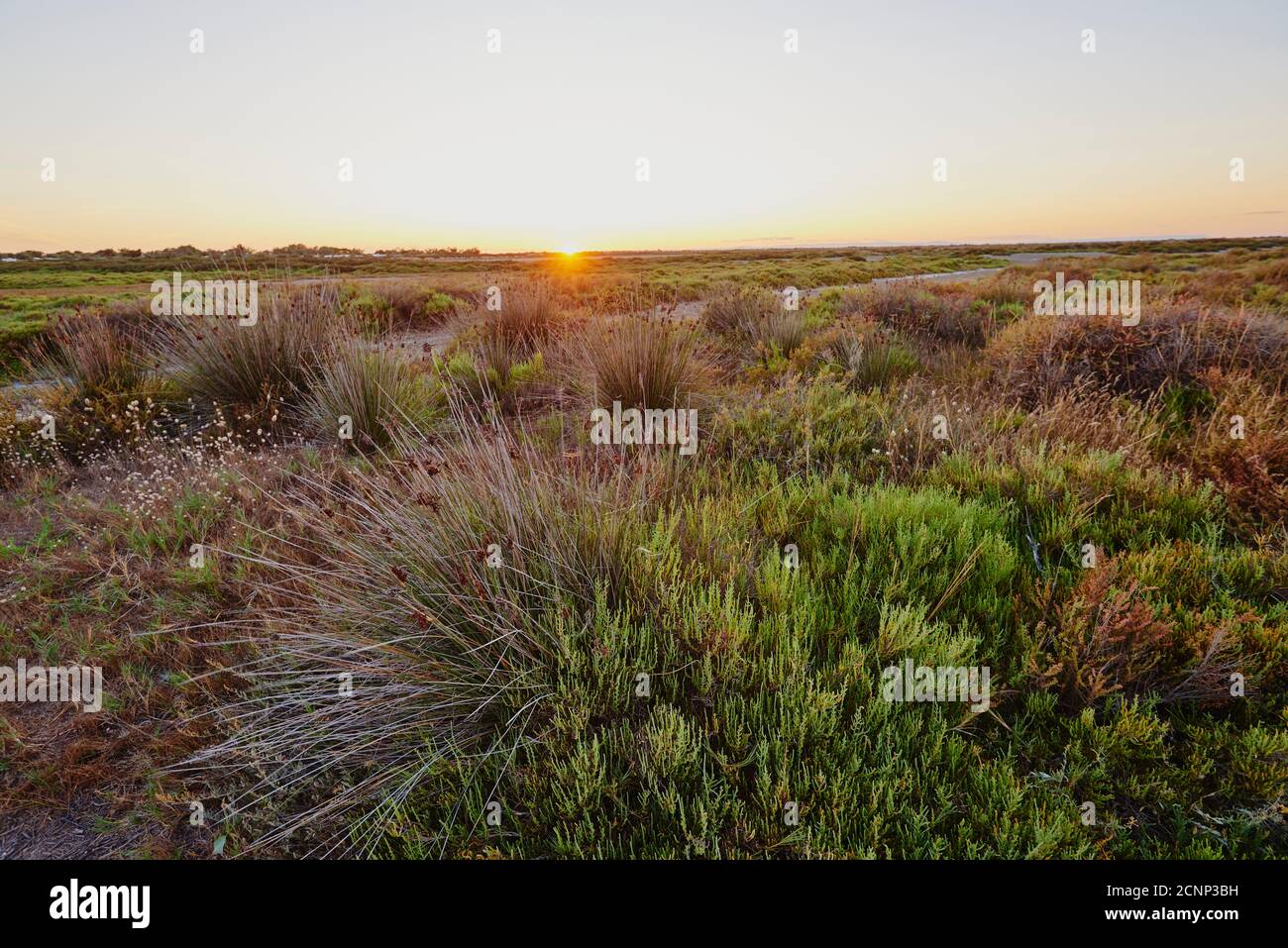 Paysage, Camargue, Basse-Provence, Provence, Sud de la France, France, Europe Banque D'Images