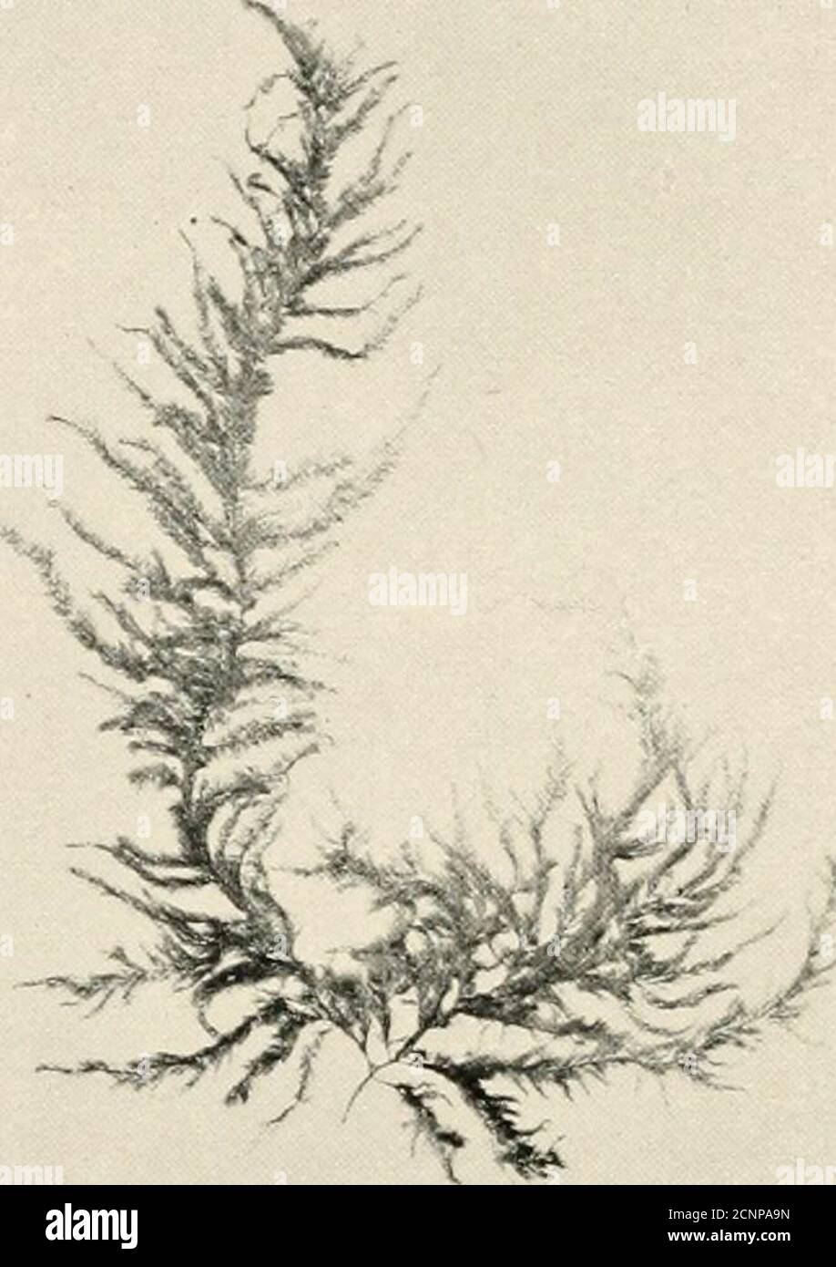 . La mer-plage à marée basse : un guide pour l'étude de l'algue et de la vie animale inférieure trouvée entre les tidemarks . Banque D'Images