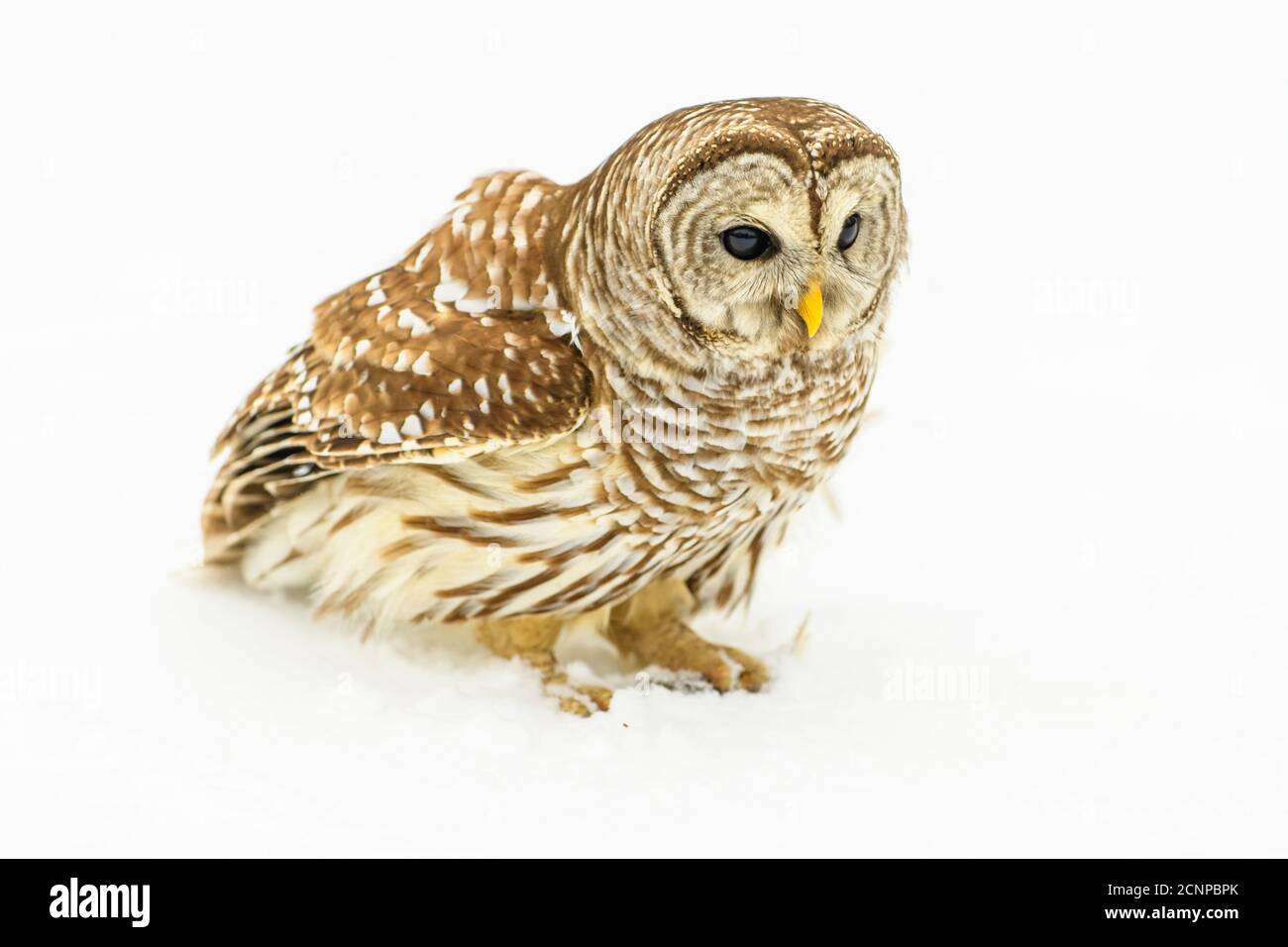 Hibou barré (Strix varia) en vol., Grand Sudbury, Ontario, Canada Banque D'Images