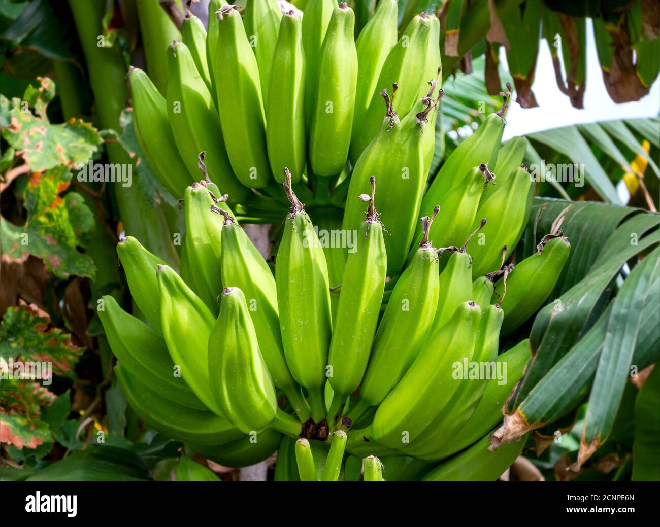 Bouquet de bananes poussant sur l'arbre. Mise au point sélective. Banque D'Images