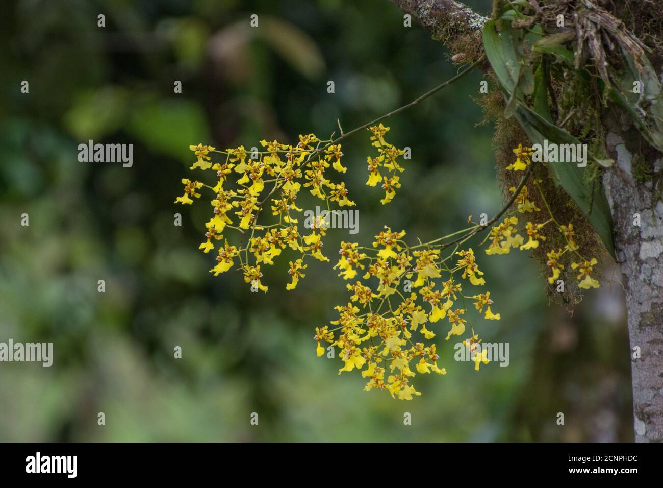 orchidée dorée ou orchidée dansante (Oncidium sp) de la forêt nuageuse andine de l'Équateur. Banque D'Images