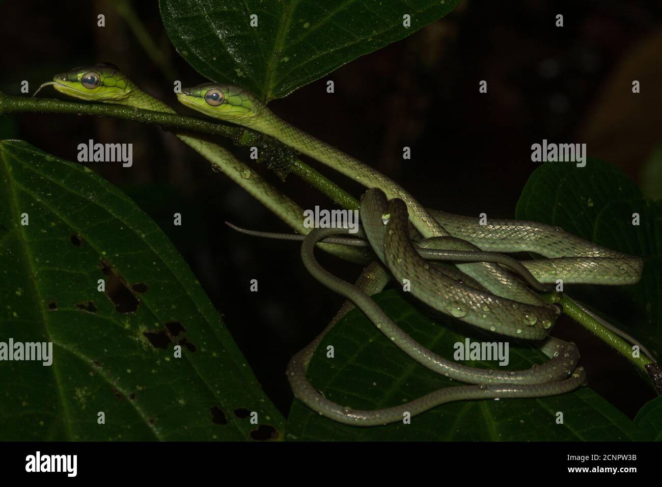 Les serpents de Cope (Oxybelis brevirostris) s'enroulent ensemble sur une branche d'arbre dans la forêt équatoriale équatorienne. Banque D'Images