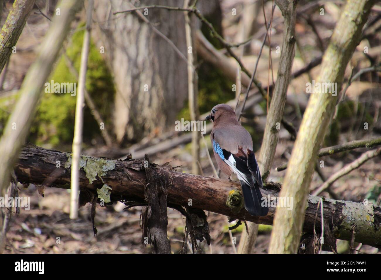 Jay Garden Bird dans une succursale à Berlin, Allemagne Banque D'Images