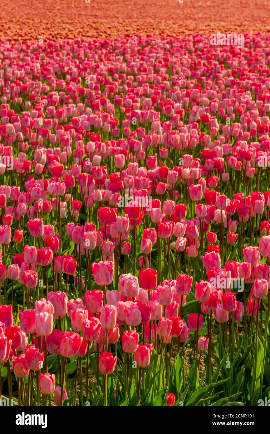 Vue sur les champs de tulipes au printemps dans la vallée de Skagit près de Mount Vernon, État de Washington, États-Unis. Banque D'Images