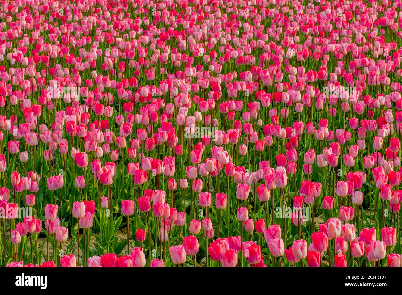 Vue sur les champs de tulipes au printemps dans la vallée de Skagit près de Mount Vernon, État de Washington, États-Unis. Banque D'Images