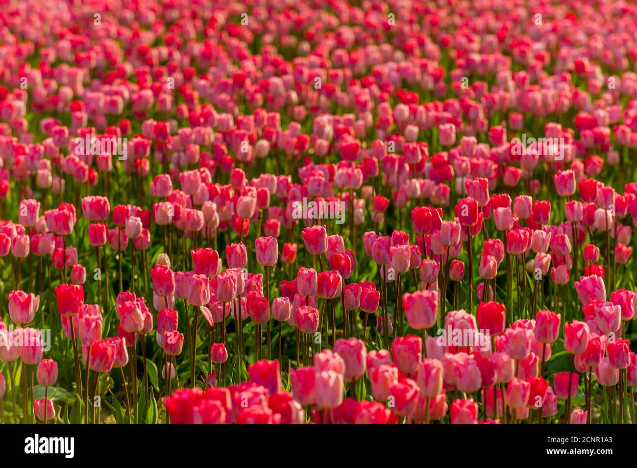 Vue sur les champs de tulipes au printemps dans la vallée de Skagit près de Mount Vernon, État de Washington, États-Unis. Banque D'Images