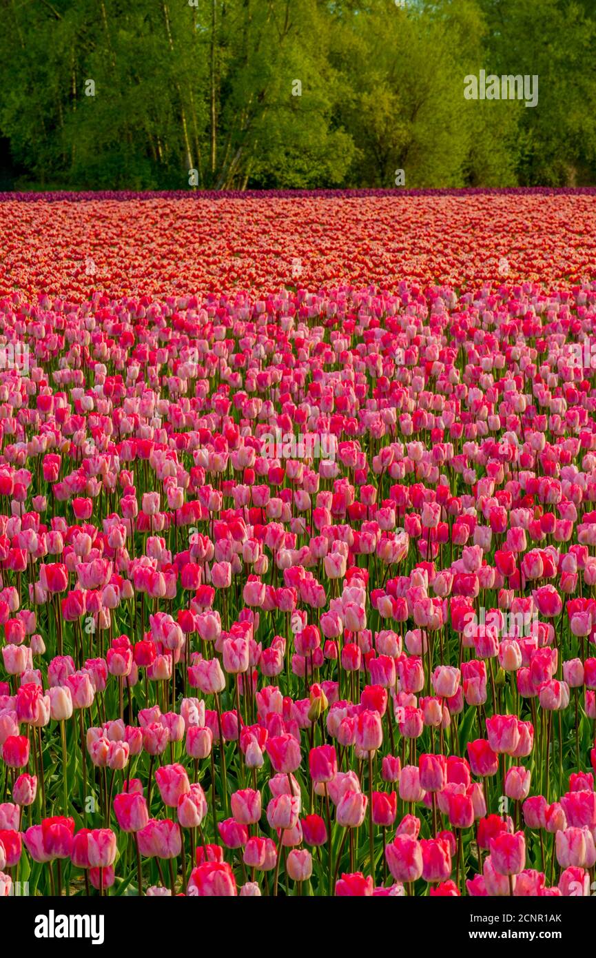 Vue sur les champs de tulipes au printemps dans la vallée de Skagit près de Mount Vernon, État de Washington, États-Unis. Banque D'Images
