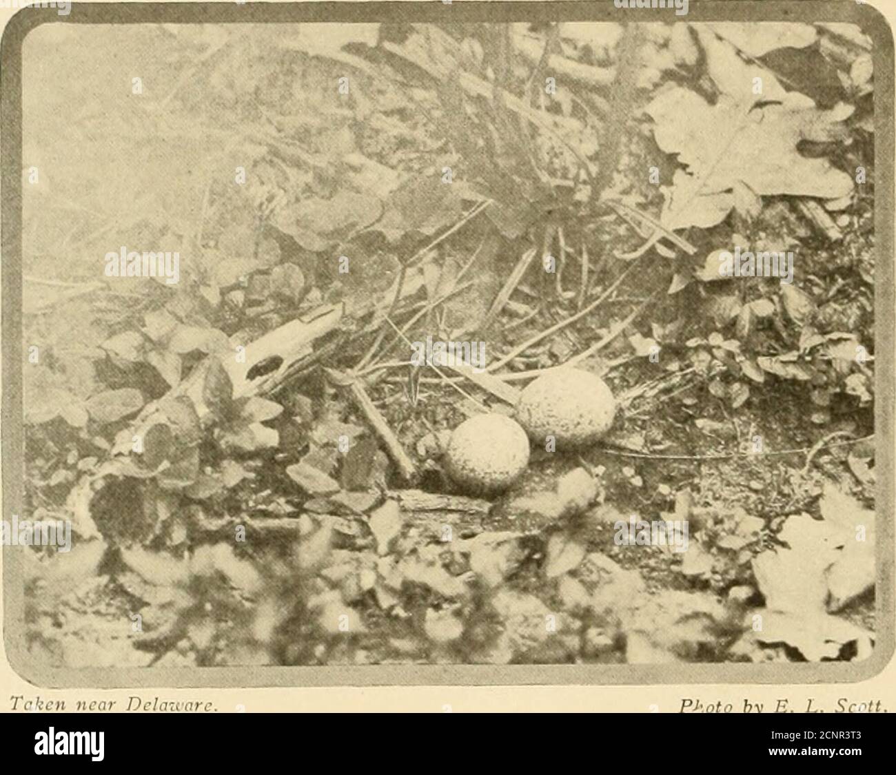 . Les oiseaux de l'Ohio; une description scientifique et populaire complète des 320 espèces d'oiseaux trouvés dans l'État . f pas moins de soixante pieds. Buti n'était pas le premier découvreur. Une demi-douzaine de Bluebirds étaient en vol stationnaire à l'étranger et parlaient avec enthousiasme. Des pics à tête rouge, encroqués et exclamés comme Queer! C'est génial ! plongée vaouieusement par le biais de l'emphase, à l'oiseau de nuit non offensant. Les Gnatcatchers gris-bleu, les orioles de Baltimore et les flickers se sont joints à la foule. Ils se laissèrent la tête et chantent lorsqu'ils 342 LE NIGHTHAWK. Passèrent des surmunes aux compagnons de tlieir motley. Ils ont tous convenu que c'était AW Banque D'Images . Les oiseaux de l'Ohio; une description scientifique et populaire complète des 320 espèces d'oiseaux trouvés dans l'État . f pas moins de soixante pieds. Buti n'était pas le premier découvreur. Une demi-douzaine de Bluebirds étaient en vol stationnaire à l'étranger et parlaient avec enthousiasme. Des pics à tête rouge, encroqués et exclamés comme Queer! C'est génial ! plongée vaouieusement par le biais de l'emphase, à l'oiseau de nuit non offensant. Les Gnatcatchers gris-bleu, les orioles de Baltimore et les flickers se sont joints à la foule. Ils se laissèrent la tête et chantent lorsqu'ils 342 LE NIGHTHAWK. Passèrent des surmunes aux compagnons de tlieir motley. Ils ont tous convenu que c'était AW Banque D'Images