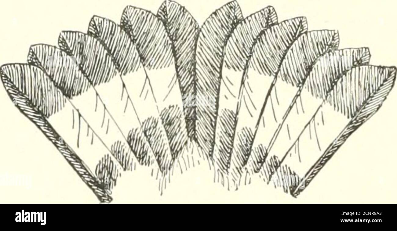 . Les oiseaux de l'est de l'Amérique du Nord se trouvent à l'est du XIXe méridien .. . Partie 5. Les espèces suivantes ont la gorge, le jaune ; le ventre, pas le jaune ; les plumes de queue, marquées avec plus ou moins de blanc: —. Arrière, noir ou foncé; queue, noire, avec large bande de blanc; rumsteck, yell&lt;)w. Paruline noire et jaune. Dendroica maculosa.Voir N° 500. Dos, bleu laiteux, montrant souvent l'olive jaunâtre; bosse, couleur ardoise; côtés de la tête, gris ou bleu laiteux. Parula Paruline. Bleu, Paruline à dos jaune. Compsothlyphes amrrkand.Voir N° 494. Dos, vert terne; gorge, lavé avec un peu de couleur jaune verdâtre : Banque D'Images