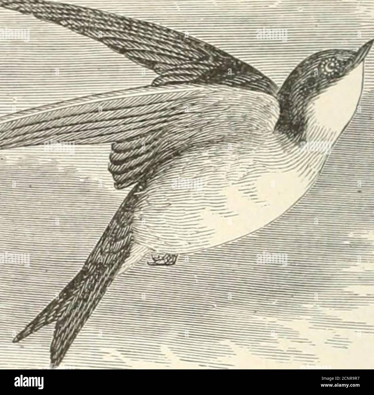 . Vie des oiseaux du Michigan : une liste de toutes les espèces d'oiseaux connues pour se produire dans l'État avec un aperçu de leur classification et un compte rendu de l'histoire de la vie de chaque espèce, avec une référence spéciale à sa relation à l'agriculture ... . la bande intérieure; la bande noire; les pieds brunâtre; brun iris. Jeunes: Adultes Similarto, mais beaucoup plus pâleur en dessous, en particulier sur le menton et la gorge; le châtaignier avant ou indistinct; les parties supérieures terne noir, avec peu de brillance; la queue nuich moins deeplyforked. Lengtli r^.lj à 7.7.) iiclu-s; WiNG KC.O à 4.90; (Nil ;{.7() à 1.10. 248. Swallow. Iridopro Banque D'Images