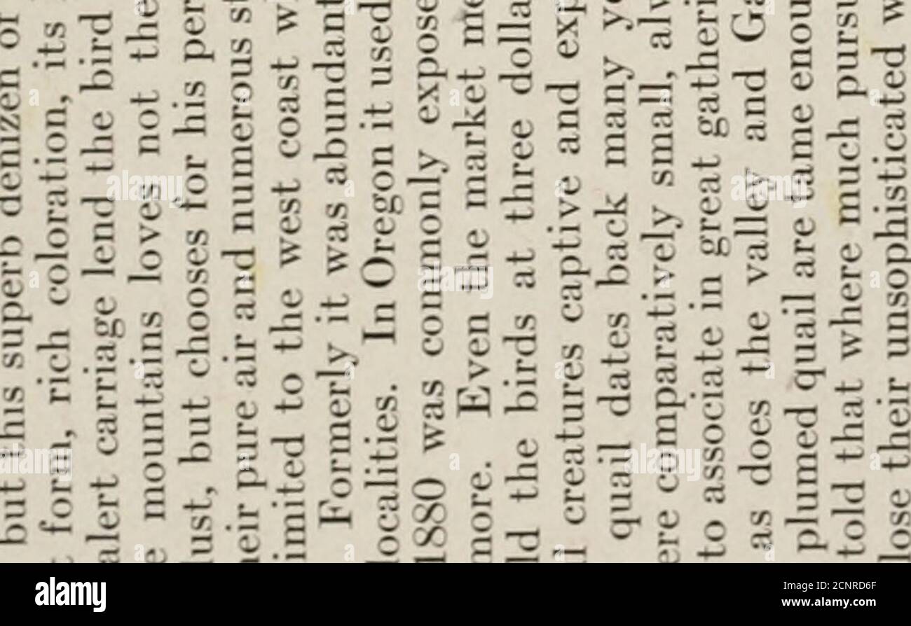 . Le livre des oiseaux; oiseaux communs de ville et de pays et oiseaux de gibier américain . 138 es 3 o . O  C r. i O.Z . ■- vi-,-^7iw^C =i:g ^-^ £•= a   ■ - ^ 7? -c^4 -^ -:; — C3 S t, qj : 2 = :-— r ^.S2^-r FEE rt 2 C .rf ^ ^ ^^3 O  J= & gt; S Oi t. C V -t- ta ^ ^-r 5^ &lt; CS £ 0 i I-i o en ^ *^  2 s - -^ •- PQ c H—■ S C x - 3 ..&gt;:■ a. 5-^ -^ .rf fc^ ^- -: ^ X .. rv • g o e g j; =^ n- H « rt S 5 ^  „ ■■ tr J- ^ J5 cc — vr-— O f^ — - S r IC ,■   — £.  — S S S? S -r ■« £. 5 € ? i^ cr s , -s! i-s oj ^ c E .t; &gt;-.^ 5 oj -£ 3 IIx^ o tz O -3 0/ c o - ^ :  = c ^^3^x — ■^•-^-r-^-o — 5 23^ c3 Banque D'Images