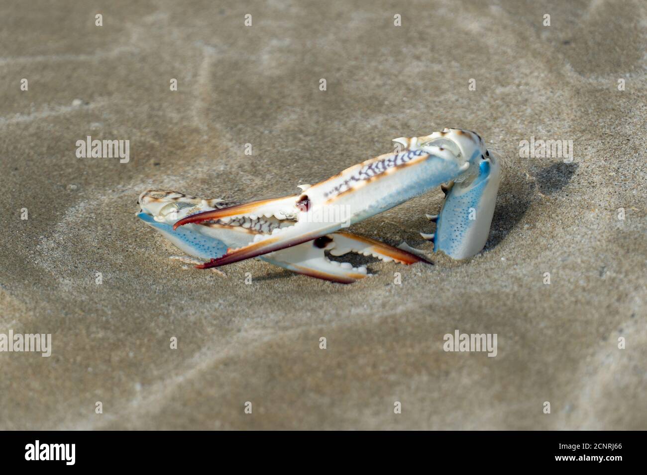 Les pattes de crabe bleu, blanc et orange sortent du sable mou des Émirats arabes Unis. Délicatesse des concepts de pattes de crabe Banque D'Images