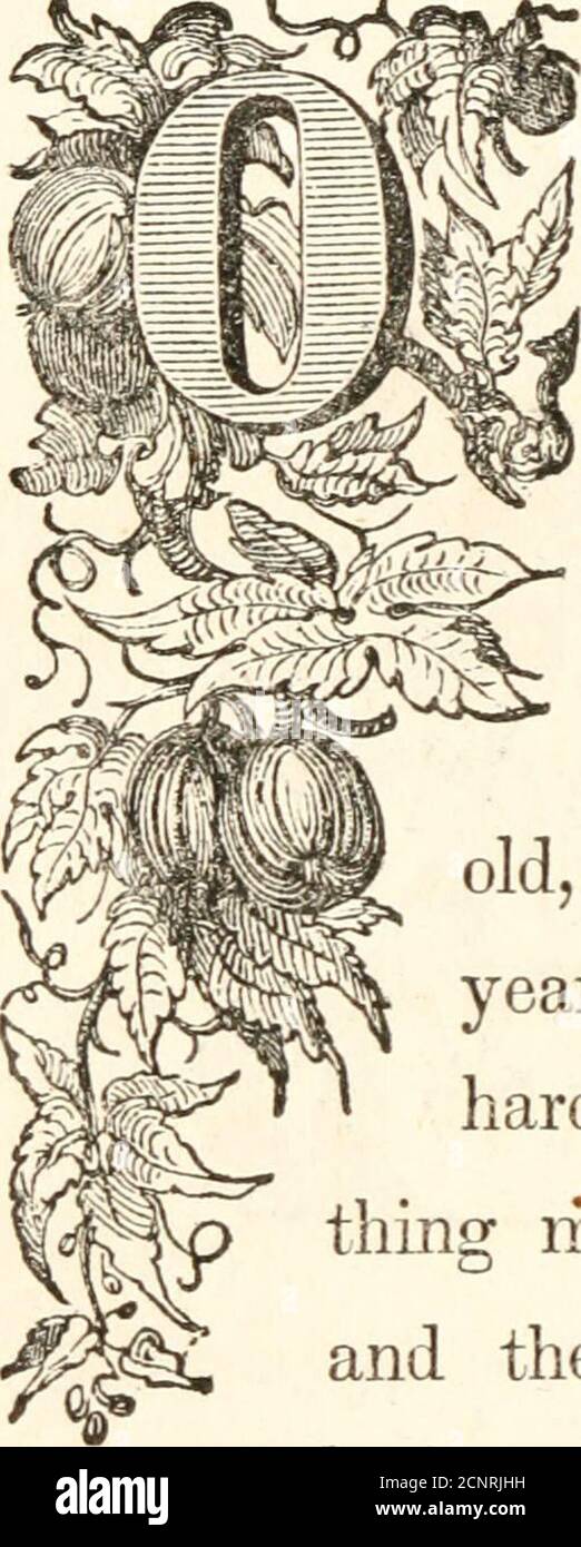 . La famille Waldorf ; ou, les lagends du grand-père . 55 il y a un temps, il vécut, dans la province de Leon, à Lowerbreton, une veuve, qui avait deux ans, chacun aussi beau que thesunshine, et aussi riche que le désir théyque. Bien que Mylio, l'aîné, n'était que seize ans vendu, et son frère, Tonyk, était de deux ans plus jeune, ils avaient étudié sohard, qu'il n'y avait guère plus pour eux d'apprendre à la maison; et leur mère a donc résolu de les envoyer à leur oncle, qui vivait dans la province adistante, afin qu'ils puissent voir le monde, ainsi que d'assurer une partie de leur héritage uncleshierbe Banque D'Images