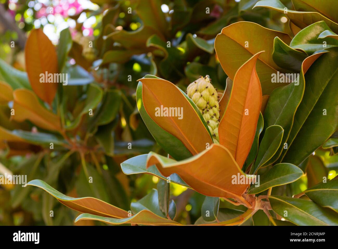 Fruit de magnolia sur fond de feuilles vertes. Gousse de graines de velours de Magnolia sur arbre. Magnolia Soulangeana. Banque D'Images