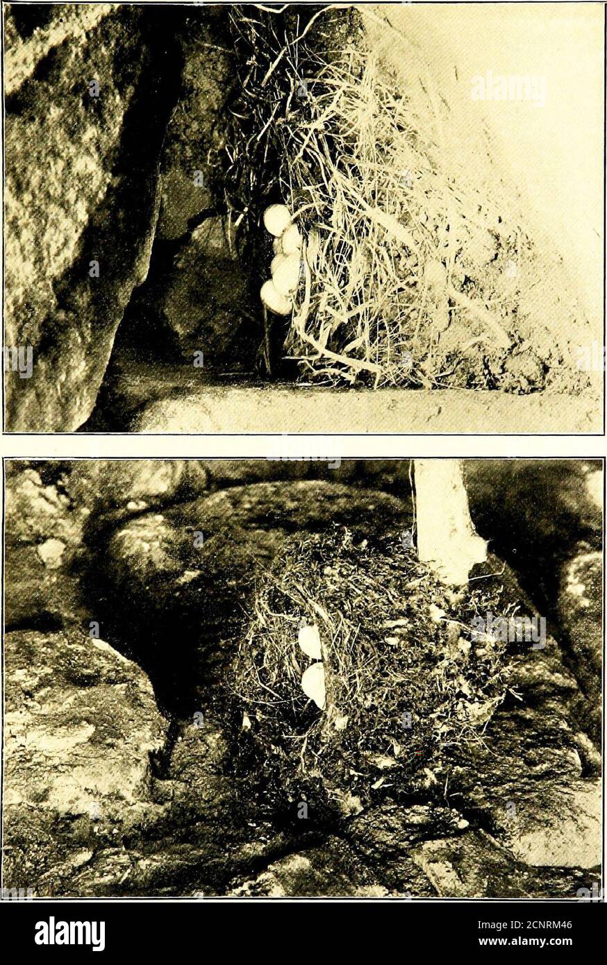 . Maisons d'oiseaux. Les nids, les oeufs et les habitudes de reproduction des oiseaux terrestres qui se reproduisent dans l'est des États-Unis; avec des conseils sur l'élevage et la photographie des jeunes oiseaux . etts. Le nid est fait de mousse, bordée d'herbe fine et de racines noires fines et d'aiguilles de pin, habituellement incrustées de mousse dans les upturnedroots d'un arbre tombé, ou même dans une souche décaissée, 4 et pos-sibly 5 oeufs sont pondus; ils sont blancs crémeux, tachetés ou tachetés, principalement à l'extrémité la plus large, avec un châtaignier léger. Taille : 0,70 x 50. On ne connaît pas beaucoup les habitudes de reproduction de cet oiseau, comparativement peu de nids ayant été pris; breedi Banque D'Images