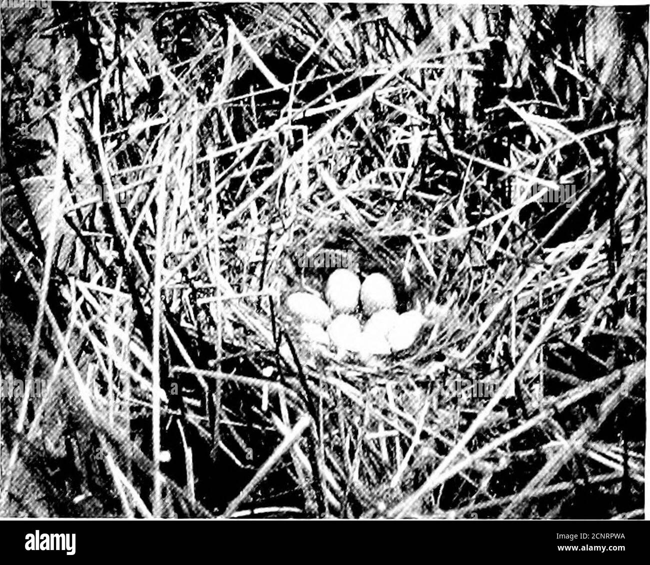 . Parmi les oiseaux aquatiques : observation, aventure, photographie : un récit populaire de la sauvagine dans les États du nord et du milieu et dans le bas du Canada, à l'est des montagnes Rocheuses . LE MÊME NID DE REDHEAD, MONTRANT SURROLNDINCS 204 Wild-FuwL uF Wild-Fhibou. UN AUTRE CANVASBACK AVAIT UN NID AVEC SEEEGGS D'ELLE. OWN ET L'UN D'UN CANARD DE RUDDY avait un nid avec sept oeufs oi son propre et un ofa Ruddy Duck. Pas plus loin, il y avait un autre dos de CAN avec onze œufs qui étaient sur le point d'éclore. Pour une merveille, ces œufs n'étaient que des œufs. ThoughI Imaginez que cette tribu sont des corps très occupés, Iconsidère t Banque D'Images