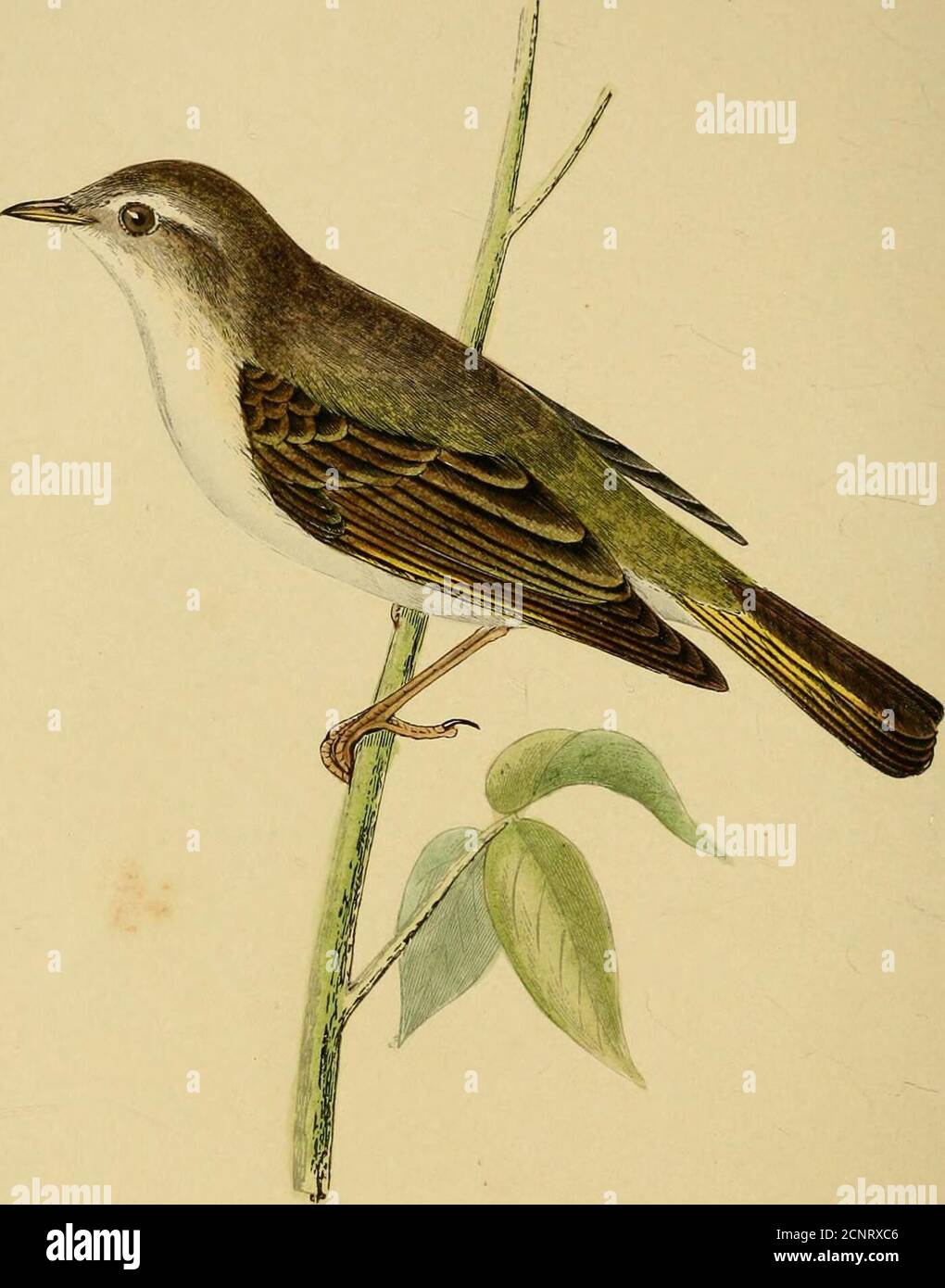 . Une histoire des oiseaux de l'Europe, non observée dans les îles britanniques . St et les oeufs sont semblables à ceux de la Paruline de Dartford. Degland saysit construit en buissons à une courte distance du sol, faisant un nid profond et bien construit, dans lequel il déposite de quatre à six oeufs, d'un blanc sale, slightlyyellowish, avec des taches gris et rougeâtre, plus épais audessus de la plus grande extrémité; grand diamètre seize, petits douzizemillemeters. Un homme adulte, envoyé par M. E. Verreaux, a toutes les parties supérieures d'un brun fumé uniforme, le darkerabout des yeux. Gorge gris cendré foncé; ventre et flankspinkish, marbré de gris, Banque D'Images