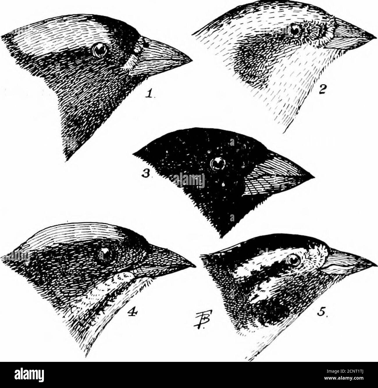 . Les oiseaux du Wyoming . -Leucosticte couronné. Résident d'hiver; très commun dans l'est du Wyoming.leur arrivée du nord dépend de la gravité du leseason. Le plus ancien record que j'ai enregistré est le 25,1898 octobre, qui était avant l'hiver le plus froid et le plus long jamais enregistré pour les montagnes Rocheuses. À l'automne de 1901, l'arrivée n'a pas eu lieu avant le 2 décembre. Ils partent pour le nord entre le 1er et la mi-avril. Dans leur maison d'hiver theyare partiel à la civilisation, et se rassemblent dans de grandes troupeaux en-bas des villes et des ranchs. À Laramie j'ai vu comme élevé as500 dans un seul troupeau de frais Banque D'Images