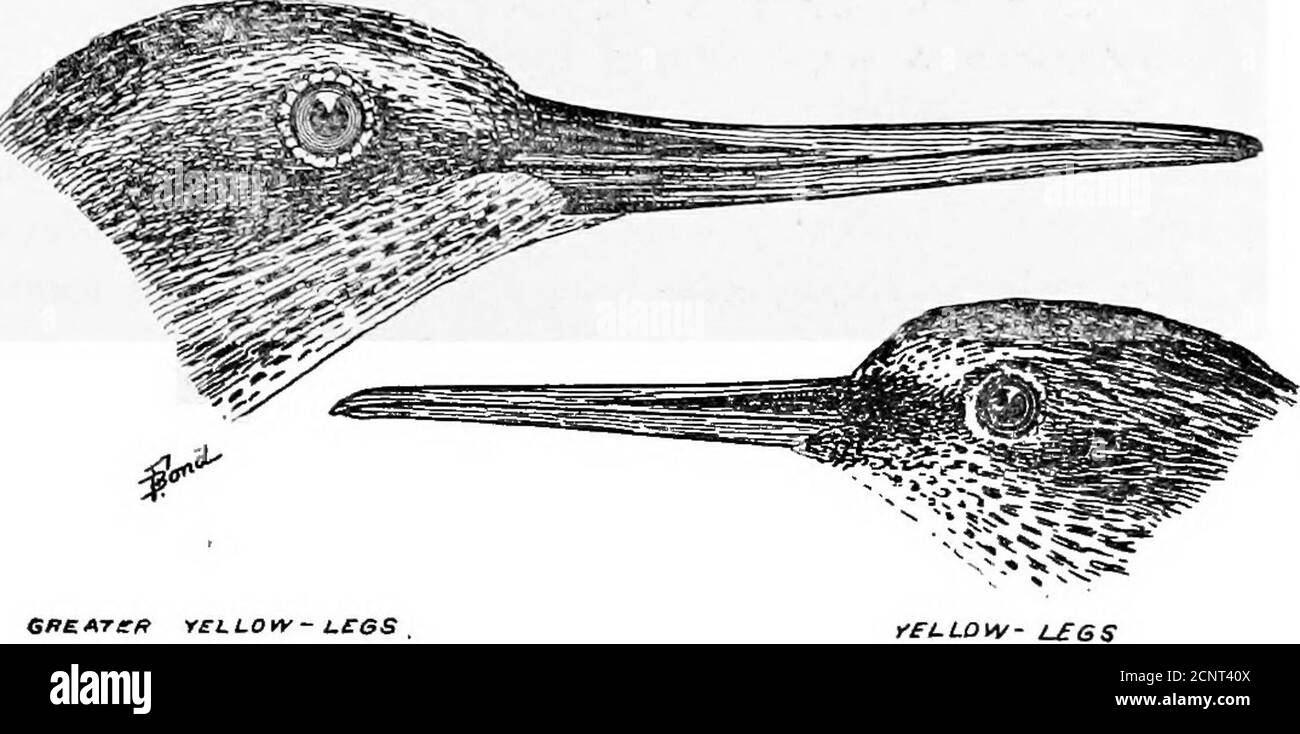 . Les oiseaux du Wyoming . enaria (Linn.). Sanderling, - migrateur et habituellement rare. ■ le Dr Jesurun rapporte que le sujet est très commun au printemps à Douglas et a quatre skinsin sa collection. Ils ont été pris les 18, 23 et 26,1892 mai. Williston rapporte avoir pris un mai 5 à LakeComo. 249. Limosa fedoa (Linn.).Marbled Godwit,migrateur, mais très probablement un résident d'été. Le Dr Jesur-un les trouve assez communs à Douglas et a pris des speci-mens les 15 mai et 31 juillet. Ce dernier indique que la race se reproduit. Bond les rapporte de Cheyenne. 254. Mélanoleucus tétanique (Gmel.).jambes jaunes plus grandes.Rathe Banque D'Images