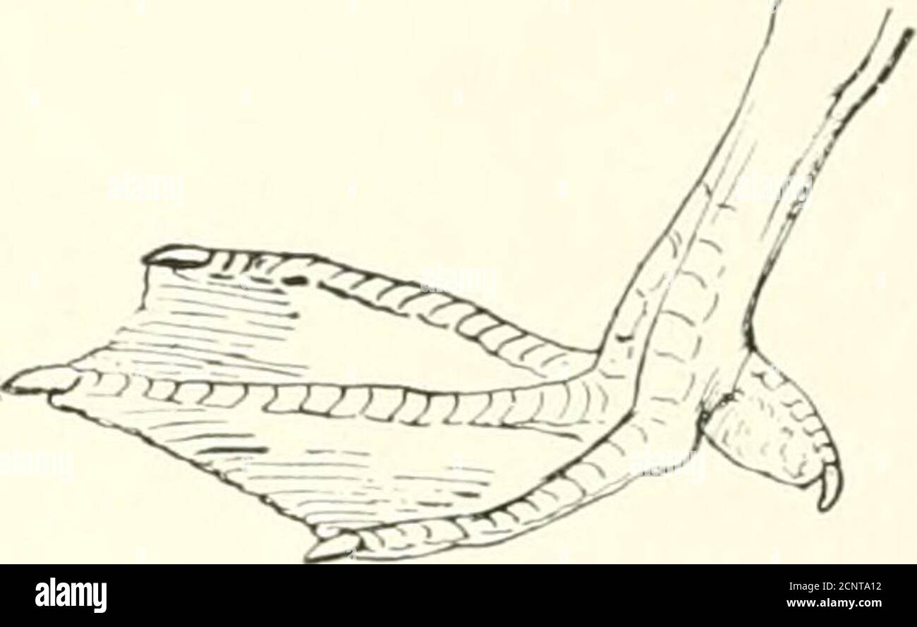 Les oiseaux de l'est de l'Amérique du Nord se trouvent à l'est du XIXe  méridien .. . Aytliya aniericana. Article 3. Orteil postérieur, avec  lambeau de lobeor membraneux bien défini; ventre,