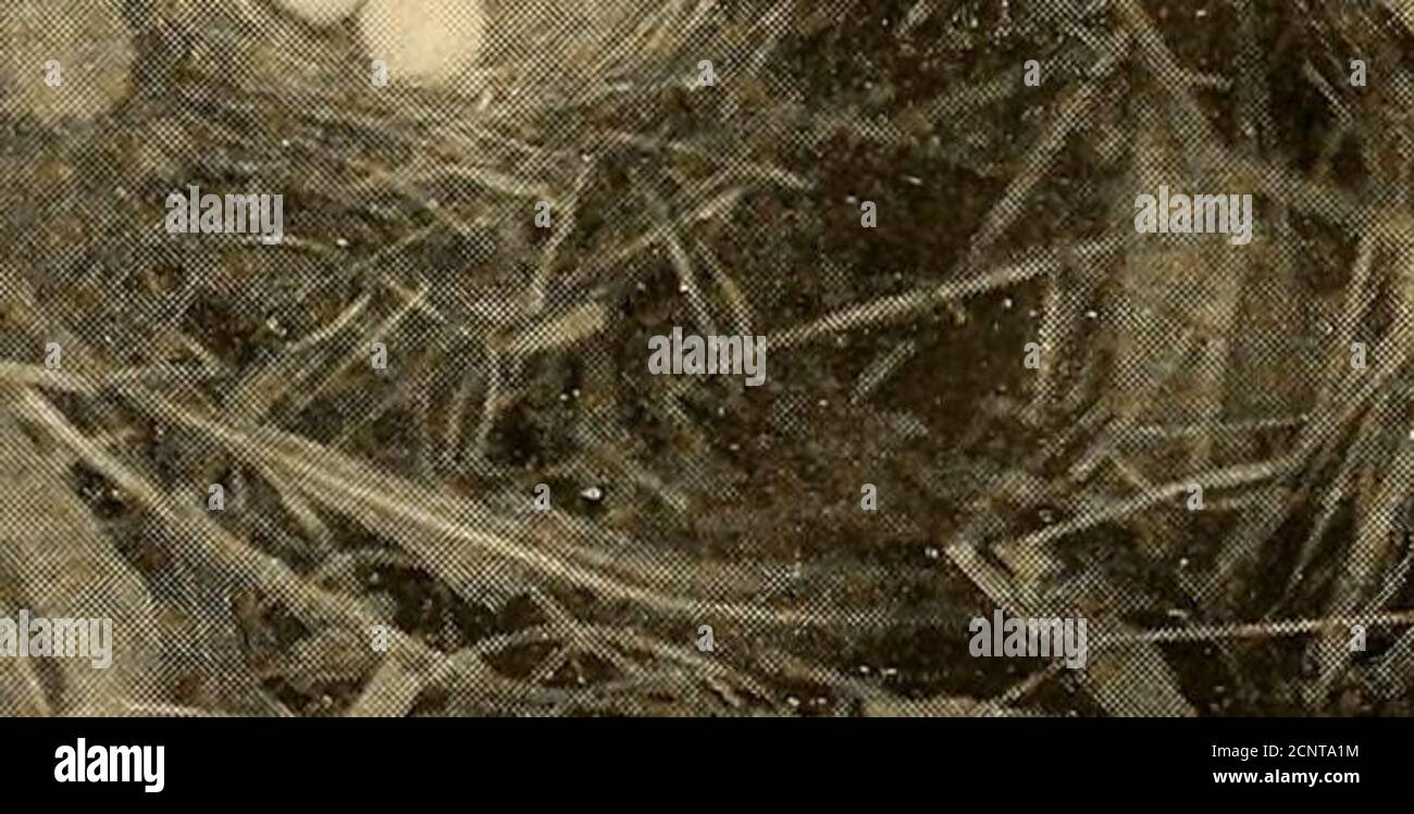 . L'Oölogiste pour l'élève des oiseaux, de leurs nids et de leurs oeufs . I^i^.. SJKLi.;^ VVfc jyflbtM^. TÔLE 23. Montana Juncos Nest et des œufs, une vue proche. —photo de C. S. Moody, Mullan, Idaho. 220 LE OOLOGIST bon un pour plusieurs raisons — revealedthe nid, placé sur le sol sous la partie la plus dense. D'un convenentpeephole dans le haut de la pile, j'ai observé avec soin-pleinement les actes de la famille heureuse pendant le reste du théseason. Je n'ai pas de dessins sur le navire membre de nos anciens présidents AnnaniasClub ni d'être à la tête de la procession Na-ture Fakir, donc c'est pari-ter je arrêter. Comme M. Roosevelt pro Banque D'Images