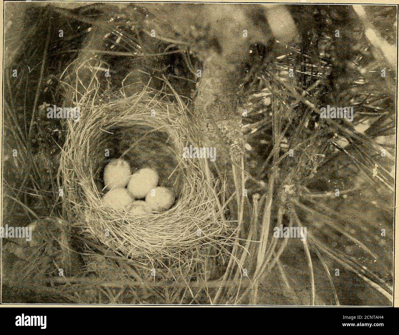 . L'Oölogiste pour l'étudiant des oiseaux, leurs nids et leurs oeufs . un par.où est Dan maintenant? Je ne peux pas dire, travailler loin sur des livres dans certains officeI présume; aussi où sont les oiseaux qui occupaient les vieux hantshivers.seuls ceux qui connaissaient les vieux districttpeuvent réaliser le grand changement que la grande ville a fait. Je souhaite un grand succès à THEOOOLOGIST, car il a la mission de ses propres, et je crois que chaque garçon ou homme qui étudie les oiseaux est meilleur pour lui. .JOHN W. INGALLS Wyoming Juncos. J'ai été très surpris de refaire une copie de l'OOLOGIST. Il cher Oologue: — Je vous envoie ci-joint deux photos avec notes Banque D'Images